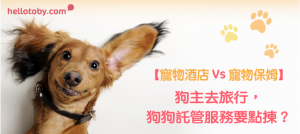【 寵物酒店 Vs 寵物保姆】狗主去旅行，狗狗託管服務要點揀？